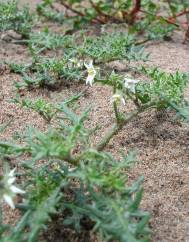 Solanum triflorum