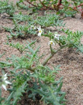 Fotografia 1 da espécie Solanum triflorum no Jardim Botânico UTAD