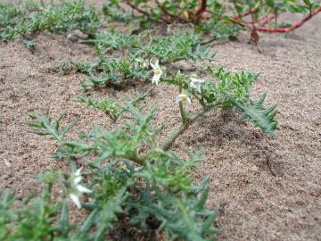 Fotografia da espécie Solanum triflorum