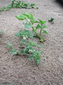 Fotografia da espécie Solanum triflorum