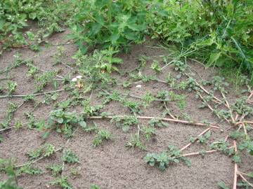 Fotografia da espécie Solanum triflorum