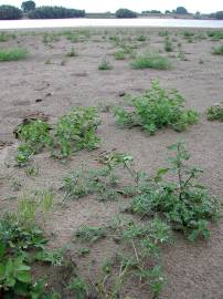 Fotografia da espécie Solanum triflorum