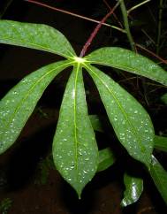 Manihot esculenta