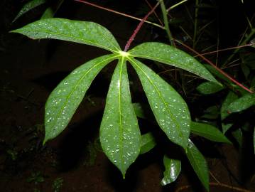 Fotografia da espécie Manihot esculenta