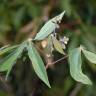Fotografia 7 da espécie Manihot esculenta do Jardim Botânico UTAD