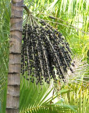 Fotografia 1 da espécie Euterpe oleracea no Jardim Botânico UTAD