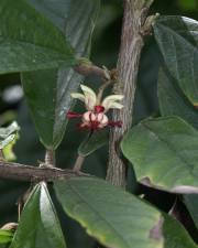 Fotografia da espécie Theobroma grandiflorum