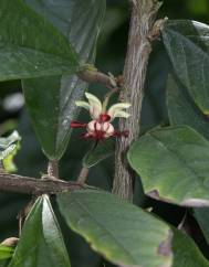 Theobroma grandiflorum