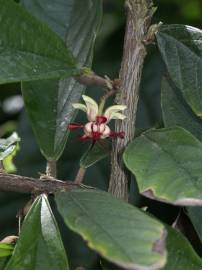 Fotografia da espécie Theobroma grandiflorum