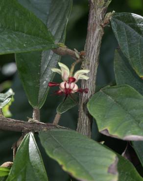 Fotografia 1 da espécie Theobroma grandiflorum no Jardim Botânico UTAD