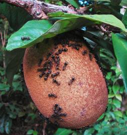 Fotografia da espécie Theobroma grandiflorum