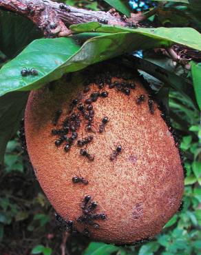 Fotografia 3 da espécie Theobroma grandiflorum no Jardim Botânico UTAD