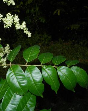 Fotografia 4 da espécie Spondias mombin no Jardim Botânico UTAD