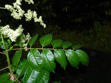 Fotografia da espécie Spondias mombin