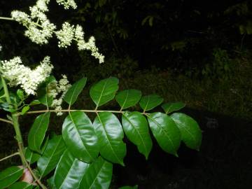 Fotografia da espécie Spondias mombin