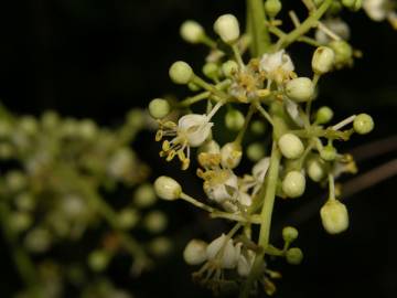 Fotografia da espécie Spondias mombin