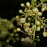 Fotografia 8 da espécie Spondias mombin do Jardim Botânico UTAD