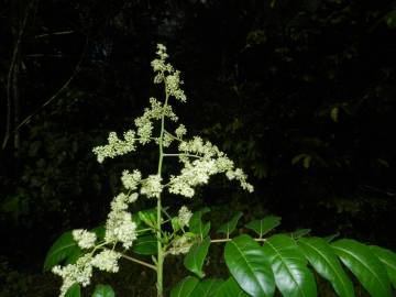 Fotografia da espécie Spondias mombin