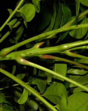 Fotografia 11 da espécie Spondias mombin no Jardim Botânico UTAD