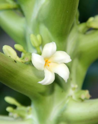 Fotografia de capa Carica papaya - do Jardim Botânico