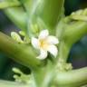 Fotografia 1 da espécie Carica papaya do Jardim Botânico UTAD