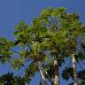 Fotografia 3 da espécie Carica papaya do Jardim Botânico UTAD