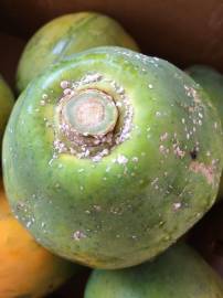 Fotografia da espécie Carica papaya