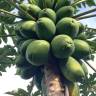 Fotografia 5 da espécie Carica papaya do Jardim Botânico UTAD