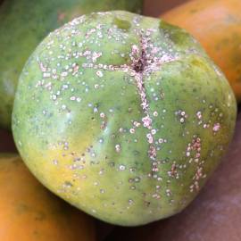 Fotografia da espécie Carica papaya