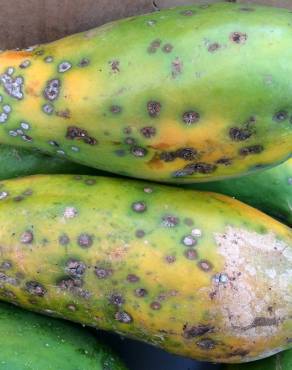 Fotografia 10 da espécie Carica papaya no Jardim Botânico UTAD
