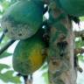 Fotografia 11 da espécie Carica papaya do Jardim Botânico UTAD