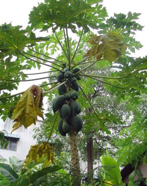 Fotografia 13 da espécie Carica papaya no Jardim Botânico UTAD