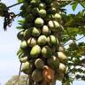 Fotografia 14 da espécie Carica papaya do Jardim Botânico UTAD