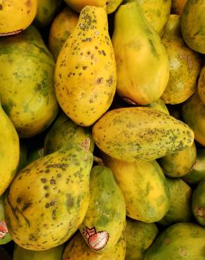 Fotografia 15 da espécie Carica papaya no Jardim Botânico UTAD