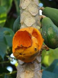 Fotografia da espécie Carica papaya