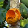 Fotografia 17 da espécie Carica papaya do Jardim Botânico UTAD