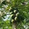 Fotografia 20 da espécie Carica papaya do Jardim Botânico UTAD