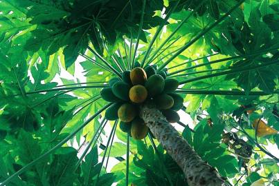 Fotografia da espécie Carica papaya