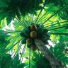 Fotografia 22 da espécie Carica papaya do Jardim Botânico UTAD