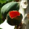 Fotografia 23 da espécie Carica papaya do Jardim Botânico UTAD