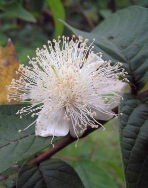 Fotografia 1 da espécie Psidium guajava no Jardim Botânico UTAD