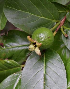 Fotografia 3 da espécie Psidium guajava no Jardim Botânico UTAD