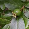 Fotografia 3 da espécie Psidium guajava do Jardim Botânico UTAD