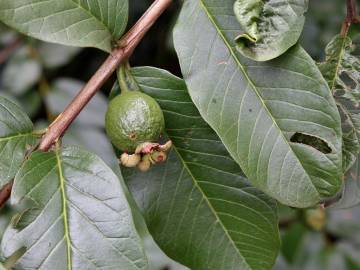 Fotografia da espécie Psidium guajava