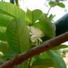 Fotografia 5 da espécie Psidium guajava do Jardim Botânico UTAD