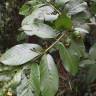 Fotografia 8 da espécie Psidium guajava do Jardim Botânico UTAD