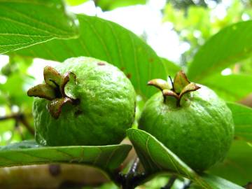 Fotografia da espécie Psidium guajava