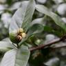 Fotografia 10 da espécie Psidium guajava do Jardim Botânico UTAD