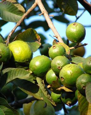 Fotografia 11 da espécie Psidium guajava no Jardim Botânico UTAD