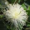 Fotografia 12 da espécie Psidium guajava do Jardim Botânico UTAD